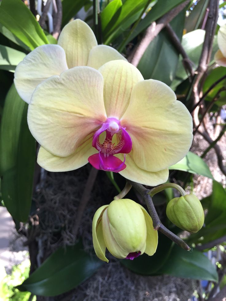 NY Botanical Gardens Orchid Cami Weinstein