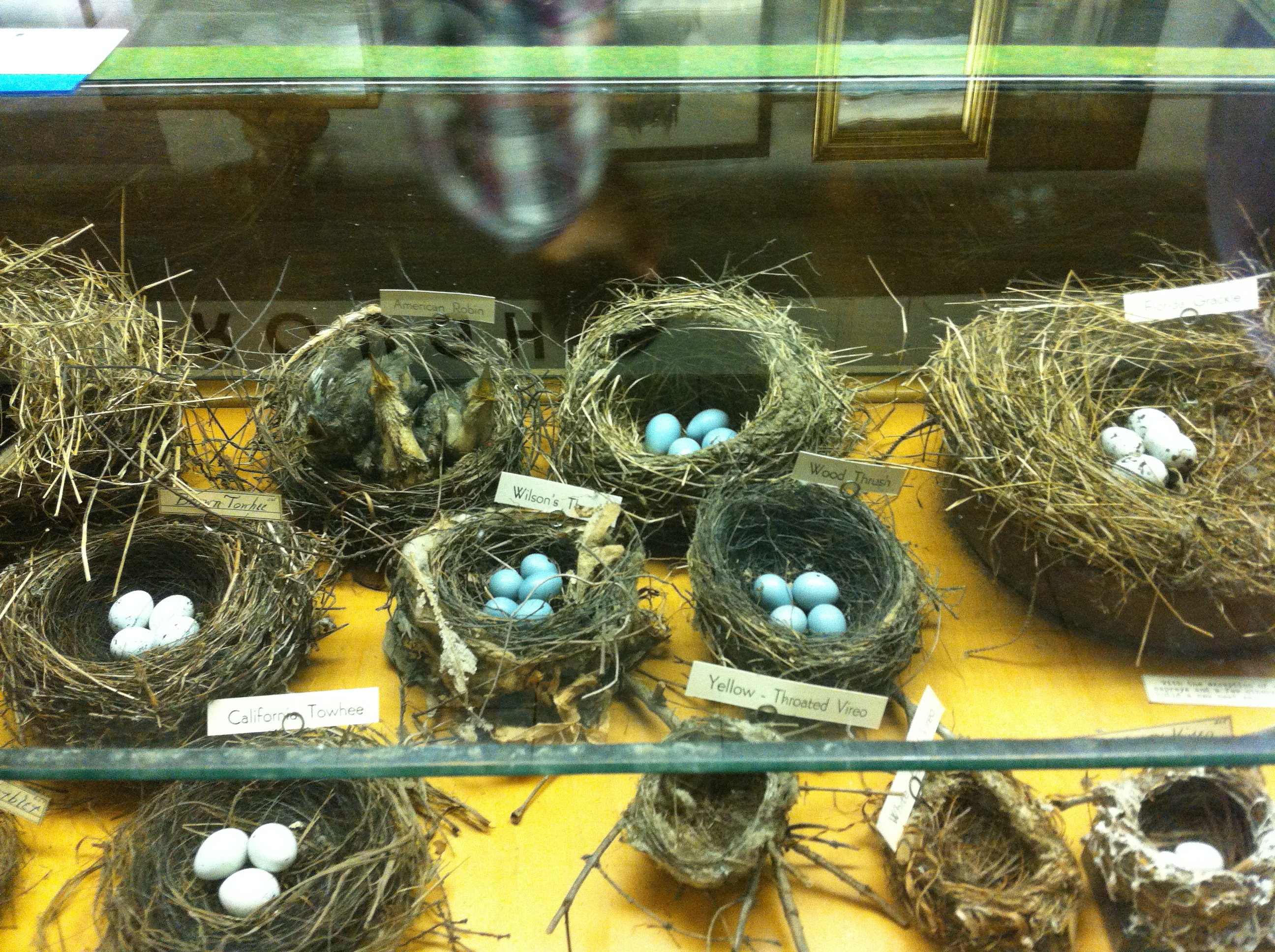 Bird's Nests!